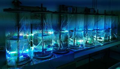 Uptake of dissolved inorganic nitrogen and N2 fixation by Crocosphaera watsonii under climate change scenarios